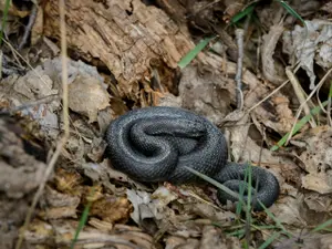 Șerpii veninoți ajung în gospodăriile românilor. Reptilele sunt extrem de periculoase Foto: Pexels (fotografie cu caracter ilustrativ)