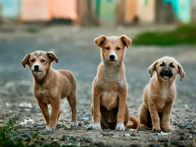 Președintele Coreei de Sud consideră necesară interzicerea consumului cărnii de câine/FOTO: Unsplash