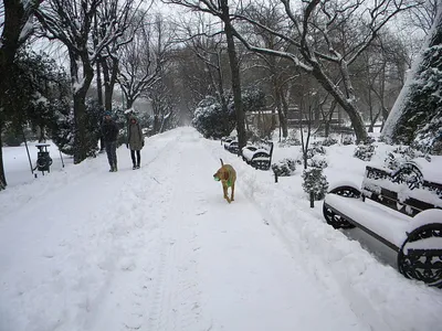 Ninsori abundente peste România - Foto: Wikimedia/Britchi Mirela/CC BY-SA 4.0