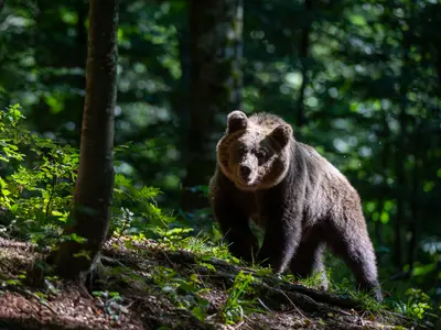 Traseele turistice Brașov - Tâmpa, „infestate” cu urși. În Bușteni se plimbă liberi pe străzi - Foto: Profimedia images - Caracter ilustrativ