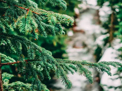 Cât costă un brad natural anul acesta în marile lanțuri. Românii îi preferă pe cel artificial Foto: Pexels (fotografie cu caracter ilsutrativ)