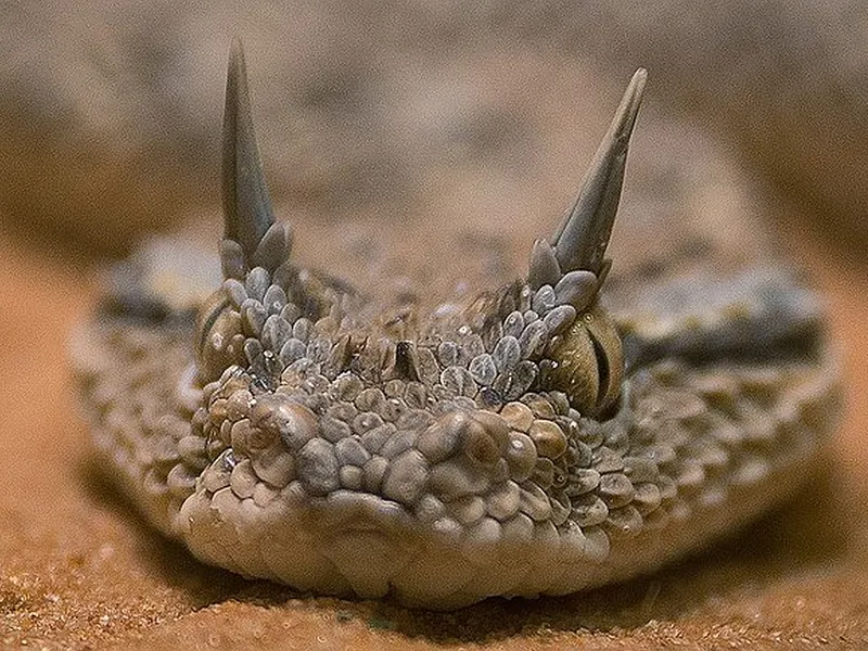 Vipera cu corn, cerastes gasperettii, cunoscută sub numele vipera arabică cu corn - Foto: Wikimedia/Sari Barazi/CC BY 4.0