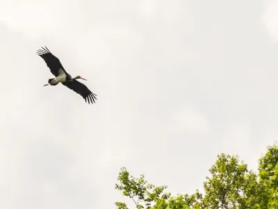 Barza neagră - Foto: Facebook/Parcul Natural Apuseni