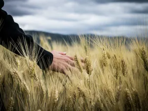 Seceta a afectat hectare întregi de teren- Foto: PEXELS PHOTOS/Giuseppe Russo