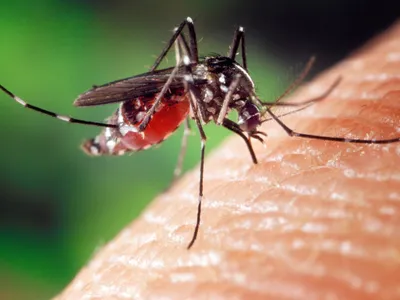 Bărbat cu West Nile, internat de 19 zile, în stare gravă. Un preot infectat cu virusul a murit - Foto: Profimedia images (Imagine cu rol ilustrativ)