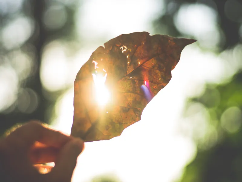 Record de temperatură în Canada. FOTO: Pexels.com