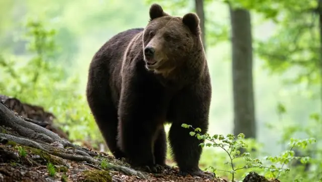 VIDEO Misterul din pădurea Dobrovăț. Sute de urme de urs, dar animalul e de negăsit