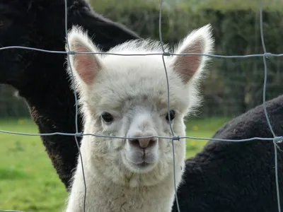 Activişti pentru drepturile animalelor din Londra vor protesta pentru a salva de la moarte o alpaca/FOTO: Unsplash