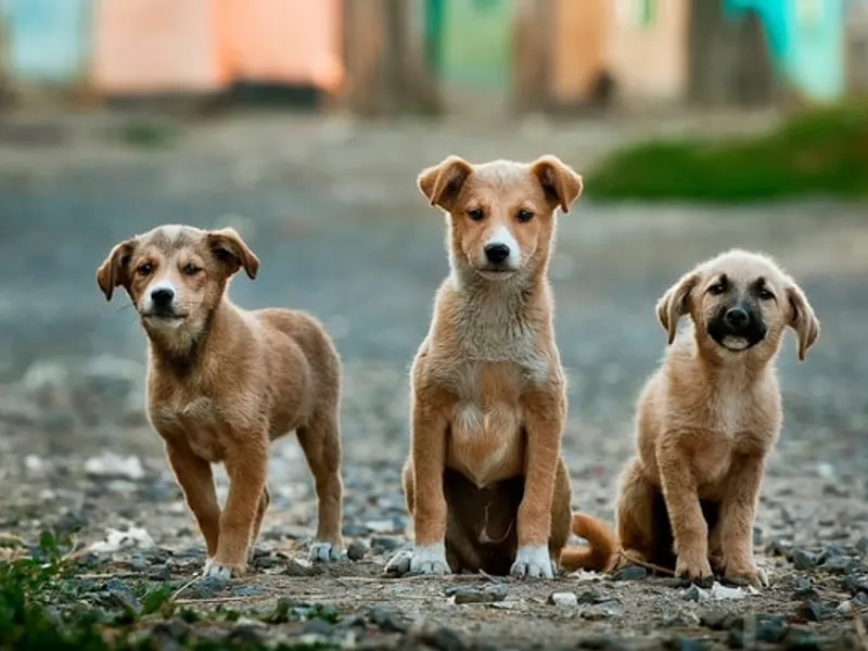 Președintele Coreei de Sud consideră necesară interzicerea consumului cărnii de câine/FOTO: Unsplash