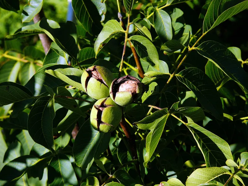 Nucul este protejat de lege - Foto: Pixabay.com