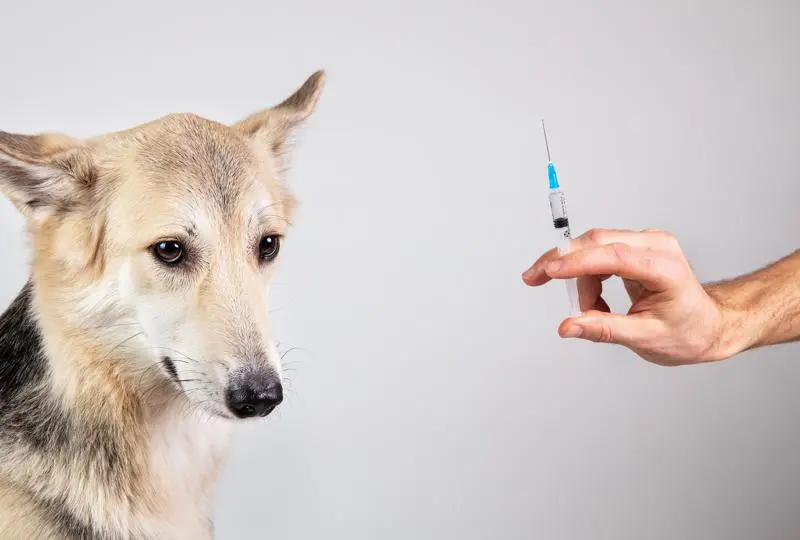 Primul vaccin anti-Covid pentru animale/Foto: Getty