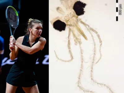 O insectă descoperită în Constanța, care suge sânge și transmite boli, denumită academic „Simona Halep" Foto: Facebook